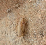 2. Blatta lateralis (Walker, 1868) - adult male