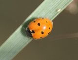 1. Coccinella undecimpunctata aegyptica (Reiche, 1861)