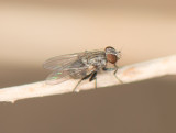 3. Coenosia attenuate (Stein, 1903) - Hunter Fly 