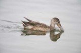 10. Northern Shoveler - Anas clypeata