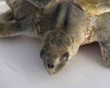 2. Olive Ridley Sea Turtle (Lepidochelys olivacea)