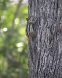 3. Funambulus pennantii (Wroughton, 1905) - Five-striped Palm Squirrel