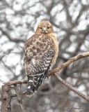 Red-shouldered Hawk, Rogers Co yard, OK, 2-15-19, Jpa_34395.jpg