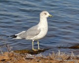 Ring-billed Gull, nonbreeding, Lake Hefner, OK, 2-8-19, Jpa_33586.jpg