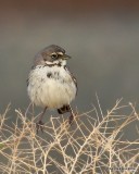 Bells Sparrow, Mojave, CA, 3-26-19, Jpa_92667.jpg