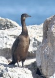 Brandts Cormorant 1st year, Monterey, CA, 3-24-19, Jpa_91542.jpg