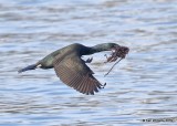 Brandts Cormorant breeding plumage, Monterey, CA, 3-24-19, Jpa_91089.jpg