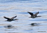 Brandts Cormorant breeding plumage, Monterey, CA, 3-24-19, Jpa_91148.jpg