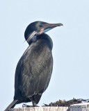 Brandts Cormorant breeding plumage, Monterey, CA, 3-24-19, Jpa_91538.jpg