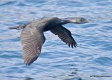 Brandts Cormorant breeding plumage, Monterey, CA, 3-24-19, Jpa_91662.jpg