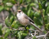 Bushtit male Pacific subspecies, Paso Robles, CA, 03_25_2019, Jpa_92221.jpg