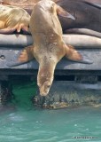 California Sea Lion, Harford Pier, CA, 3-22-19, Jpa_88875.jpg