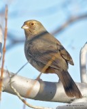 California Towhee, Lancaster CA, 3-22-19, Jpa_88368.jpg