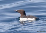 Common Murre breeding, Monterey, CA, 3-24-19, Jpa_91724.jpg