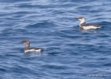 Common Murre nonbreeding, Monterey, CA, 3-24-19, Jpa_91738.jpg