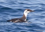 Common Murre nonbreeding, Monterey, CA, 3-24-19, Jpa_91829.jpg