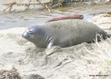 Elepahnt Seal, Piedras Blancas Elephant Seal rookery, CA, 3-23-19, Jpa_89850.jpg