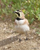 Horned Lark, Antelope Valley Poppy Preserve, Lancaster, CA, 3-21-19, Jpa_88103.jpg