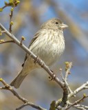 House Finch female, Paso Robles, CA, 03_25_2019, Jpa_92276.jpg