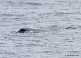 Humpback Whale, Monterey, CA, 3-24-19, Jpa_90204.jpg