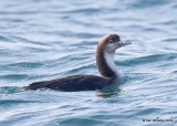 Pacific Loon non breeding plumage, Monterey, CA, 3-24-19, Jpa_91257.jpg