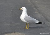 Ring-billed Gull adult, Harford Pier, CA, 3-22-19, Jpa_89105.jpg