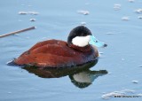 Ruddy Duck male, Sweetwater Wetland, Tucson, AZ, 3-18-19, Jpa_87842.jpg
