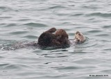 Sea Otter, Moro Bay, CA, 3-23-19, Jpa_89432.jpg