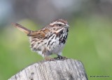 Song Sparrow, Leffingwell Landing State Park, CA, 3-23-19, Jpa_89751.jpg