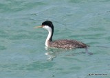 Wester Grebe breeding plumage, San Simeon pier, 3-23-19, Jpa_89825.jpg
