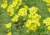 Bermuda buttercup, Oxalis pescaprae, Piedras Blancas Elephant Seal rookery, CA, 3-23-19, Jpa_89899.jpg