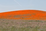 California Poppies, Antelope Valley Poppy Preserve, Lancaster, CA, 3-25-19, Jpa_92507.jpg