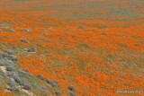 California Poppies, Antelope Valley Poppy Preserve, Lancaster, CA, 3-25-19, Jpa_92607.jpg