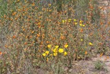 Califronia Poppies & Globe Mallow,  West of Phoenix, AZ, 3-19-19, Jpa_87883.jpg