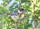 Bay-breasted Warbler, S. Padre Island, TX, 4-26-19, Jpa_99999_54.jpg