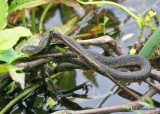 Plainbelly Water Snake, Nerodia erythrogaster, Smith Oaks, High Island, TX, 4-17-19, Jpa_92999.jpg