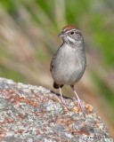 Rufous-crowned Sparrow, Wichita Mountains NWR, OK, 4-28-19, Jpa_38240.jpg