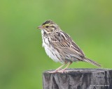 Savannah Sparrow, Anahuac NWR, TX, 4-18-19, Jpa_94782.jpg