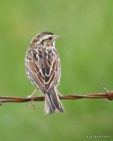 Savannah Sparrow, Anahuac NWR, TX, 4-18-19, Jpa_94790.jpg