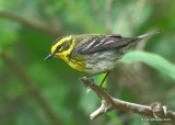 Townsends Warbler female, S. Padre Island, TX, 4-23-19, Jpa_99353.jpg