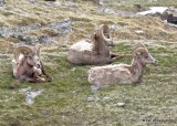 Bighorn Sheep ram, Rocky Mt. NP, CO, 6-26-19, Jpa_01533.jpg
