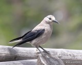 Clarks Nutcracker, Rocky Mt. NP, CO, 6-26-19, Jpa_01461.jpg