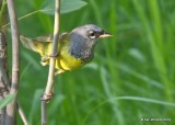 MacGillivrays Warbler male, Estes Park, CO, 6-26-19, Jpa_01629.jpg