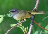 MacGillivrays Warbler male, Estes Park, CO, 6-26-19, Jpa_01653.jpg