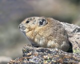 Pika, Rocky Mt. NP, CO, 6-28-19, Jpa_01887.jpg