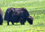 Yak, Silverthorne, CO, 6-28-19, Jpa_02043.jpg