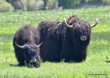 Yak, Silverthorne, CO, 6-28-19, Jpa_02060.jpg