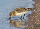 Bairds Sandpiper, Ft Supply Lake, OK, 4-2-19, Jpa_37242.jpg