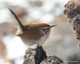 Bewicks Wren, Rogers Co yard, OK, 3-4-19, Jpa_35890.jpg