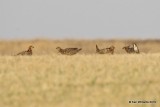 Greater Prairie Chicken, Osage Co, OK, 4-2-19, Jpa_37488.jpg